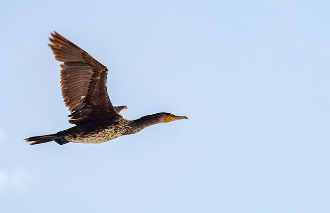 Vogelvlucht